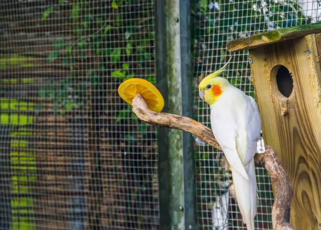 cockatiel exercise