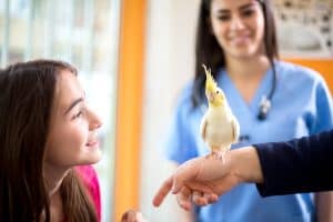 Owner with her pet in vet ambulant, cockatiel