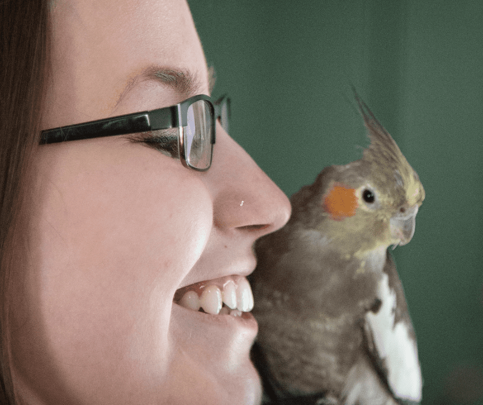 cockatiel a good pet