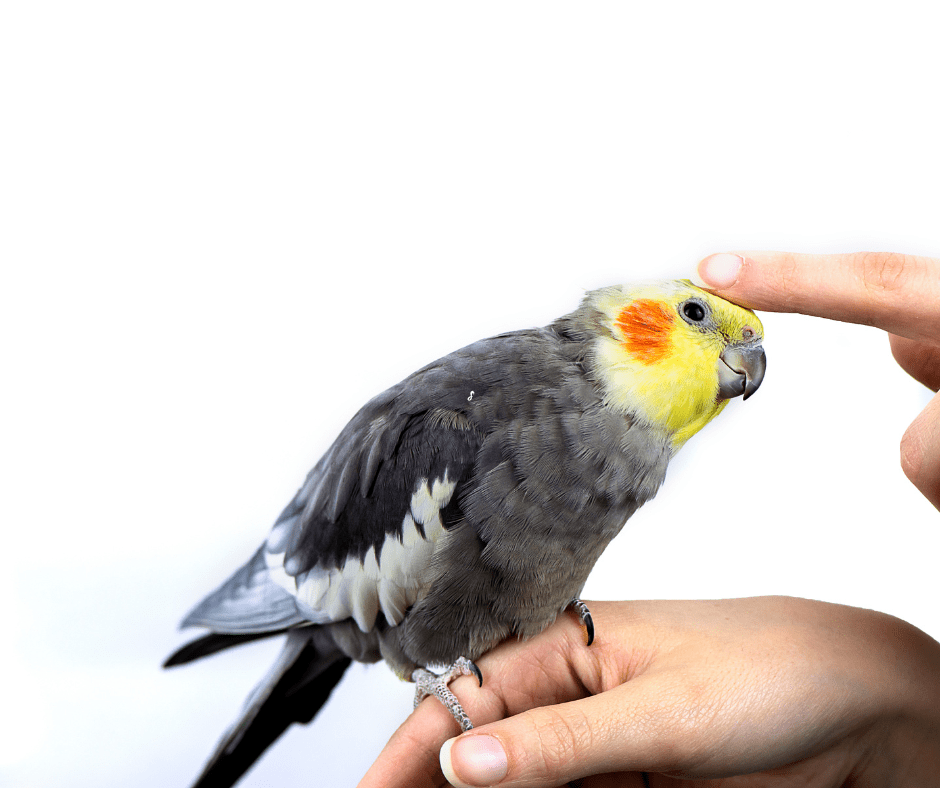 cockatiel a good pet