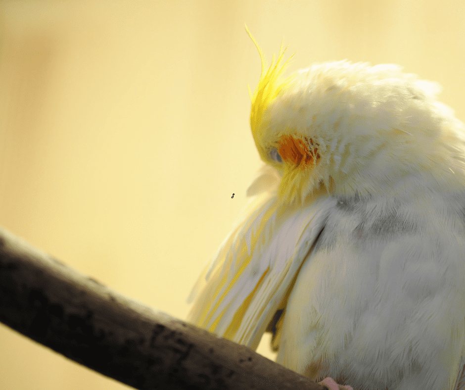 cockatiel cage setup