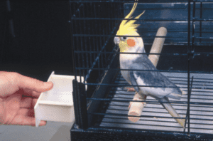 why does my cockatiel scream when i leave the room