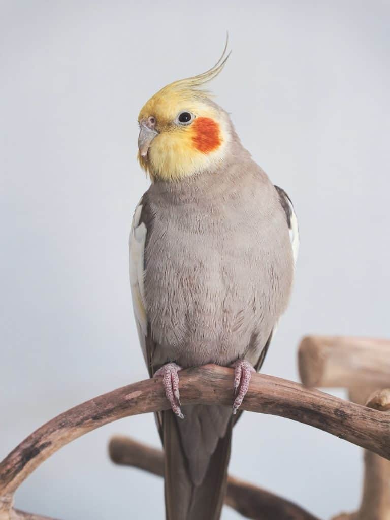 Bronzefallow cockatiel
