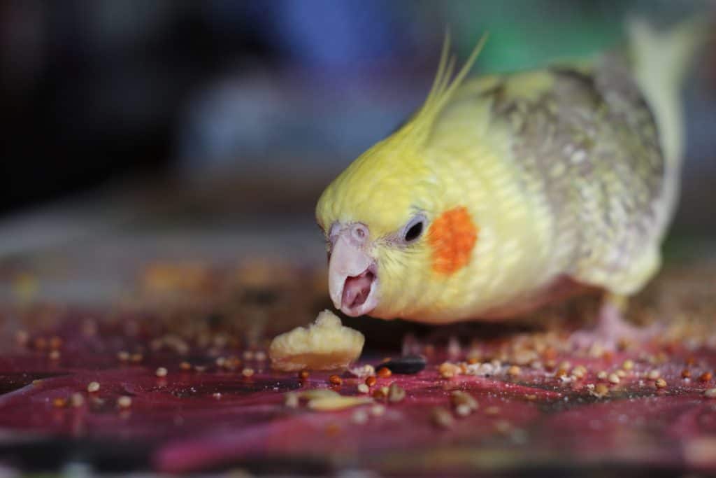 How Long Can Cockatiels Go Without Water