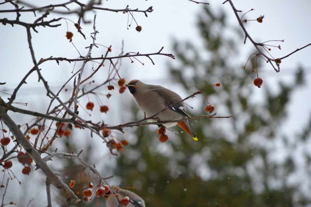 Can cockatiels eat apples