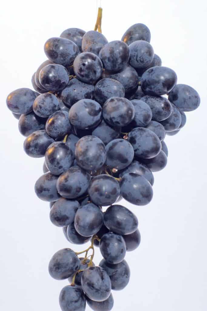 can cockatiels eat grapes