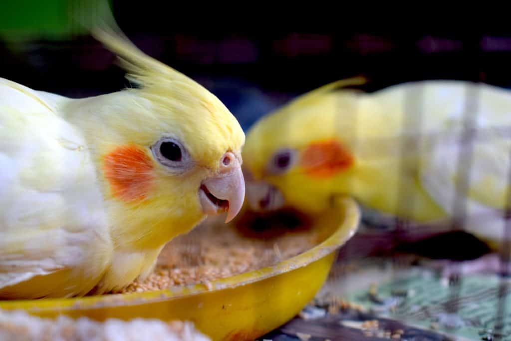Can cockatiels eat wild bird seed