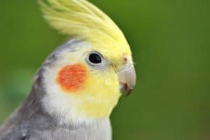 do cockatiels need grit