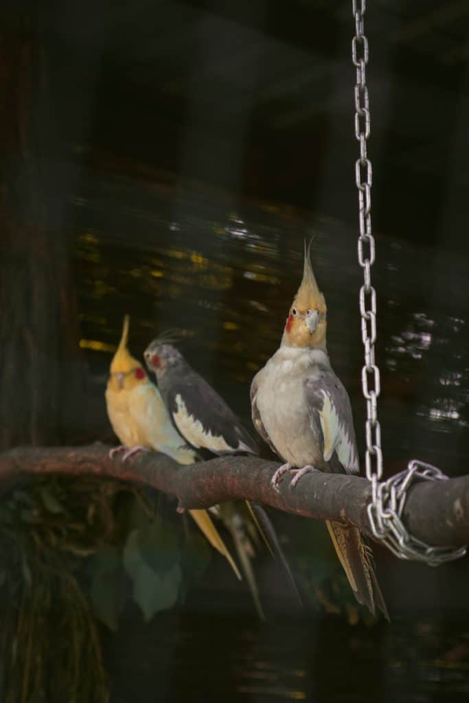 Do Cockatiels Get Lonely