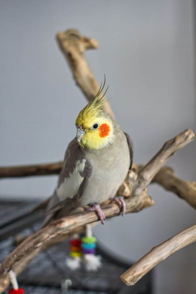 Healthy Cockatiel Feet