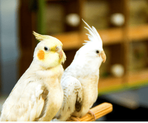 cockatiel mating behavior