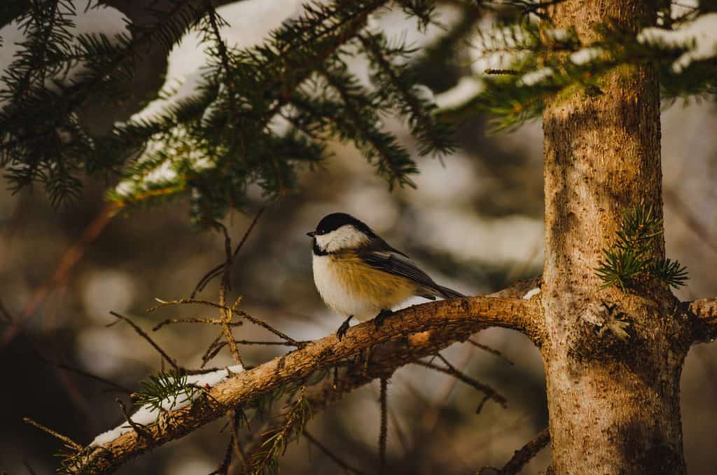 What do cockatiels eat in the wild