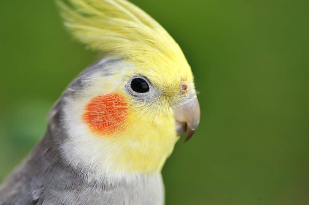 how to clean cockatiel nose