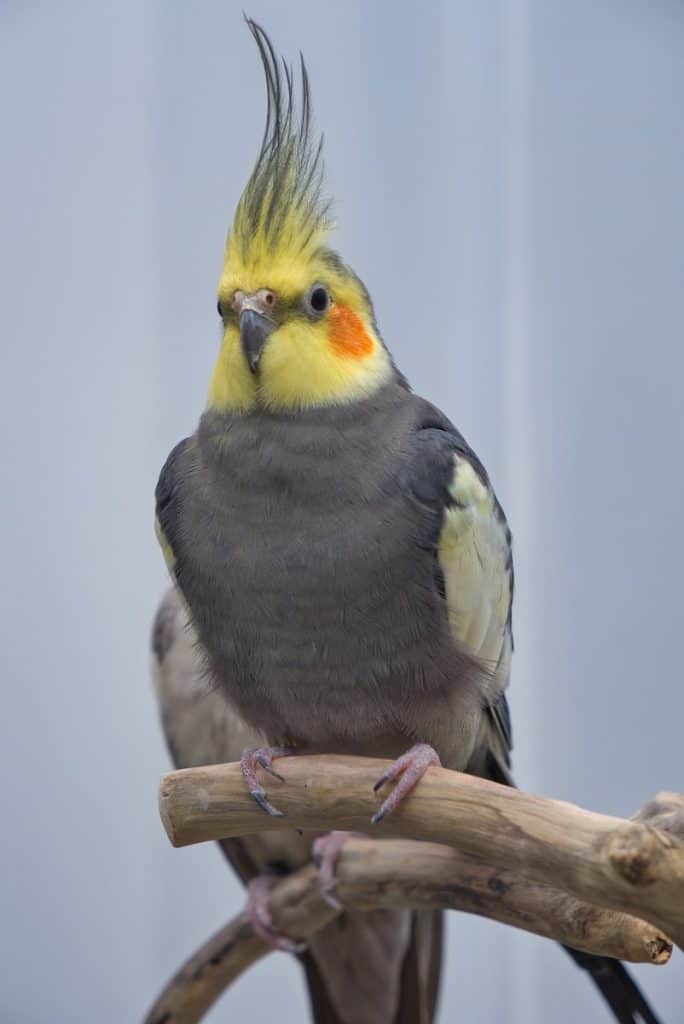 cockatiel losing feathers on head