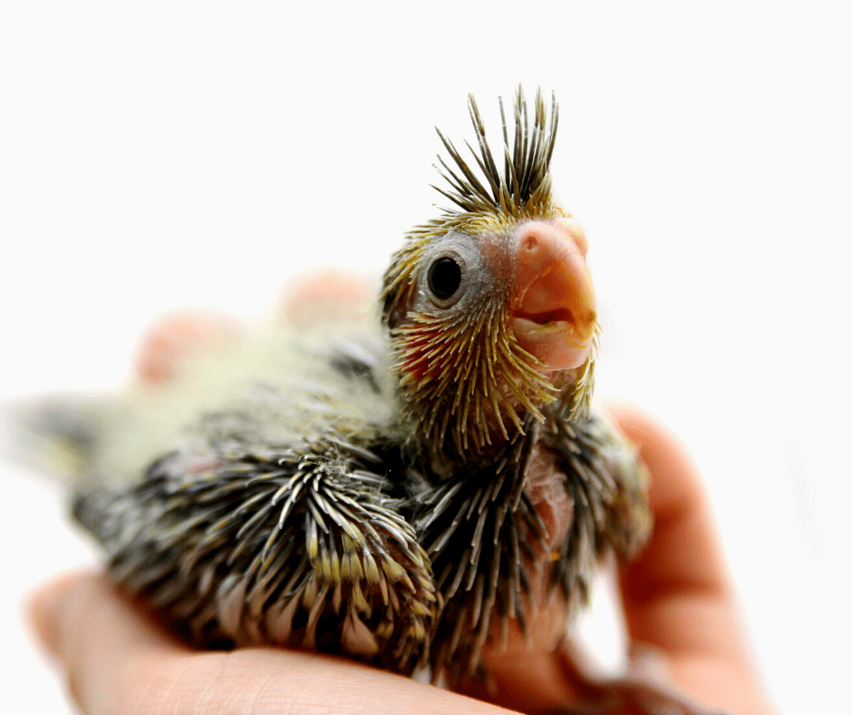 when can baby cockatiels eat seed