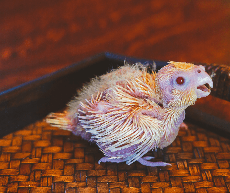 when can baby cockatiels eat seed