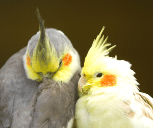 why do cockatiels have red cheeks