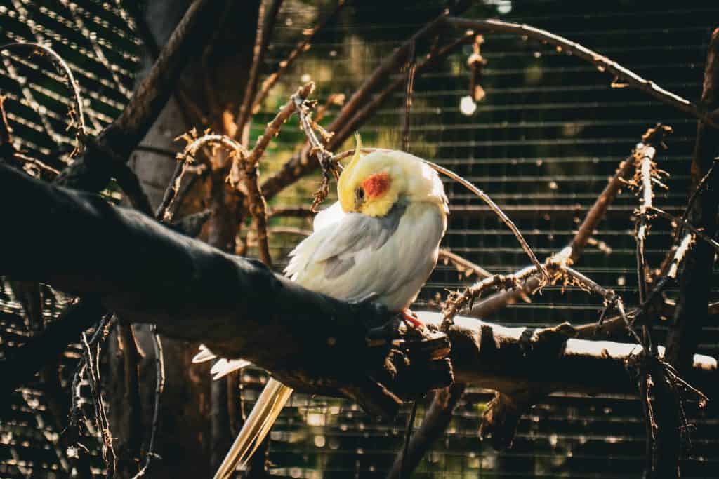 Can cockatiels eat mealworms