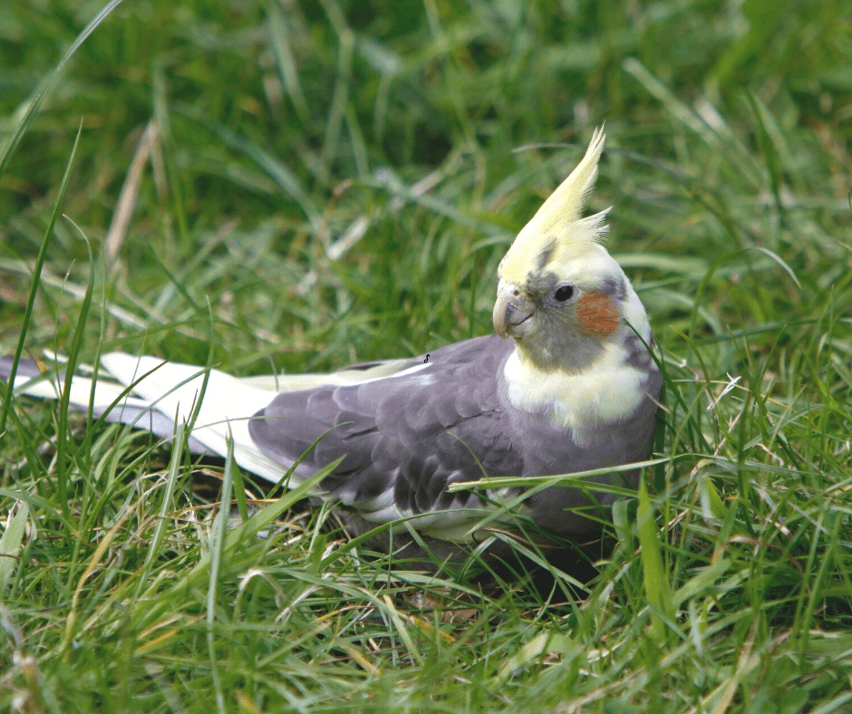 can cockatiels eat grass