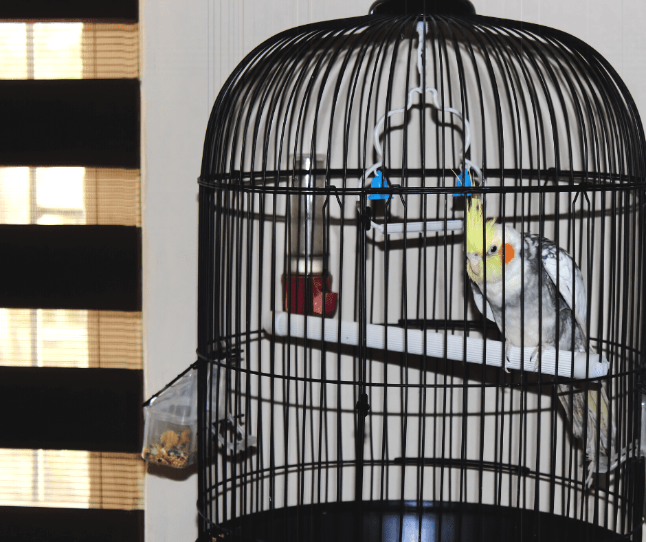 can cockatiels survive in cold weather