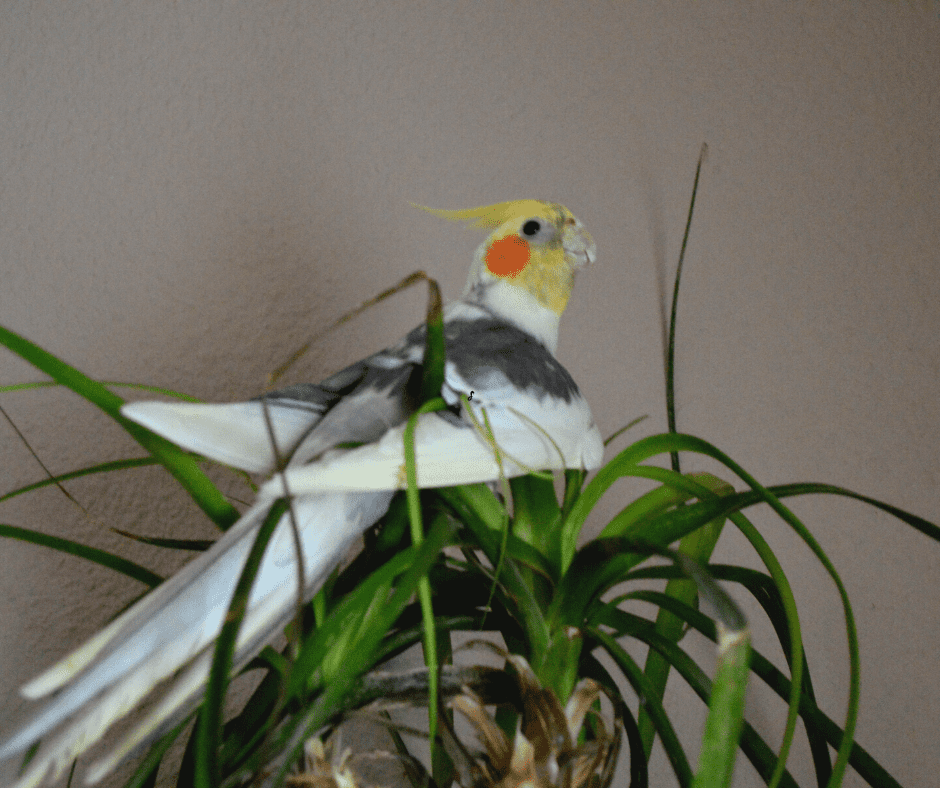 cockatiel night terrors