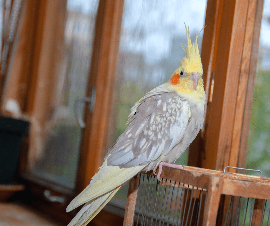 cockatiel night terrors