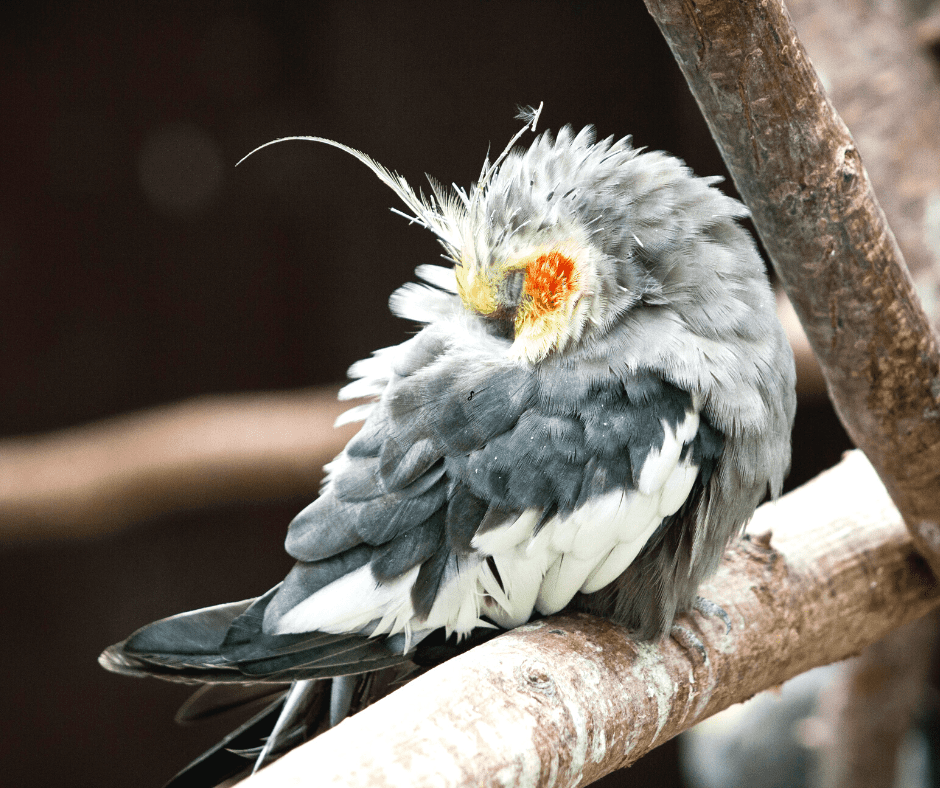 cockatiels tail feathers falling out