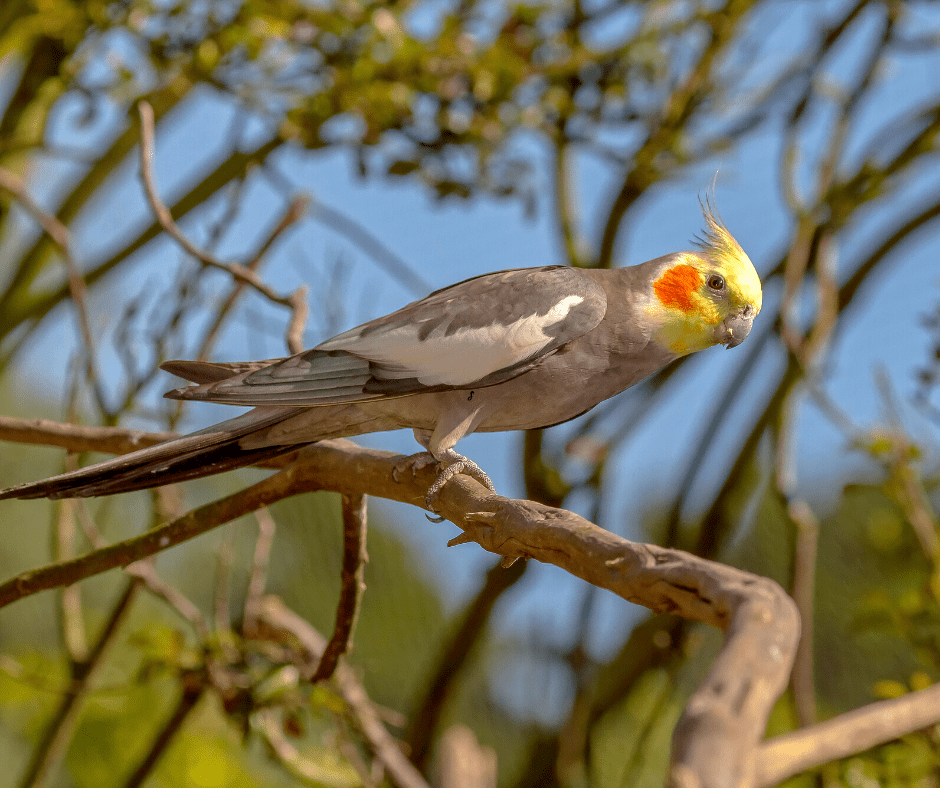 how long does it take for cockatiel tail feathers to grow back
