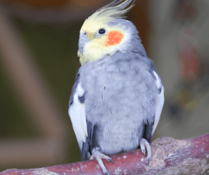 how to catch a cockatiel