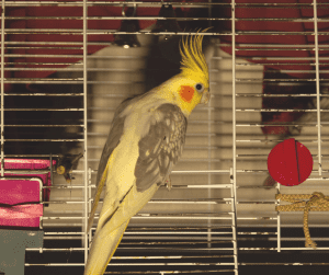 how to keep a cockatiel warm