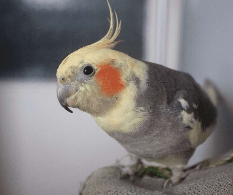 how to trim a cockatiel's beak