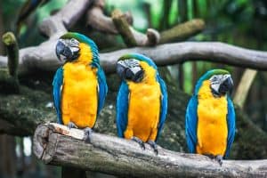 do birds know their names