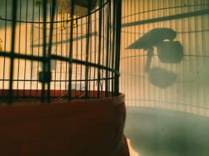 cockatiel cage setup