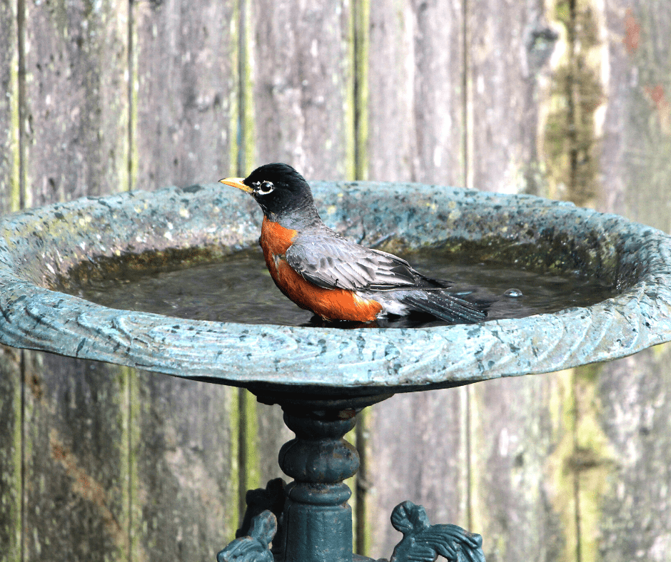 why do birds poop in their water