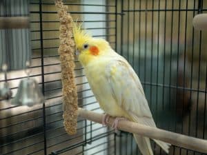 cockatiel