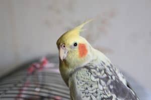 cockatiel