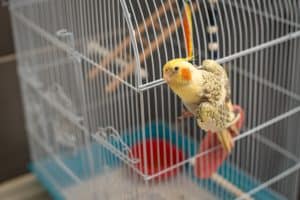 cockatiel in cage