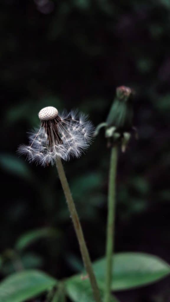 Can Cockatiels Eat Dandelion Leaves