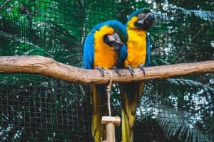 can birds catch human colds