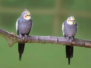 Can Cockatiels Get Hiccups