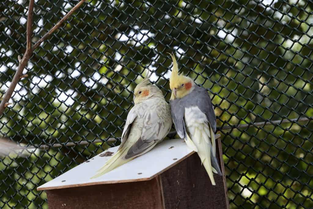 which cockatiel talks