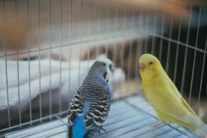 what smells are toxic to birds