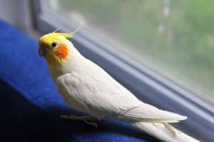 can cockatiels eat apricots