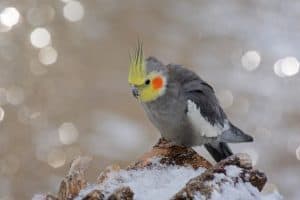 cockatiel beak grinding