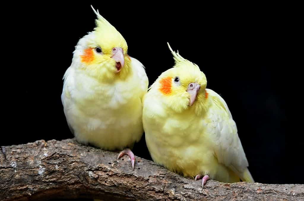 cockatiel egg candling