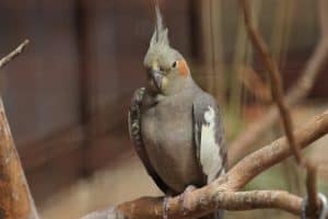 can cockatiels wear a harness