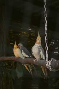 can cockatiels eat corn