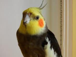 Chop for Cockatiels