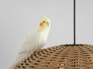 can cockatiels wear diapers