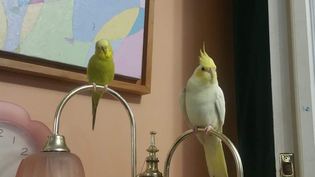 how to train a cockatiel to fly to you